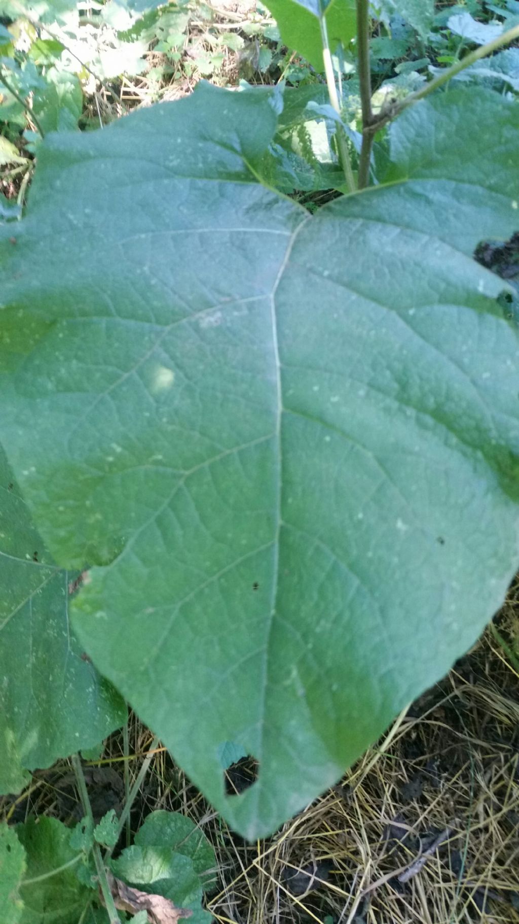 Foglie molto grandi: Arctium sp. (Asteraceae)